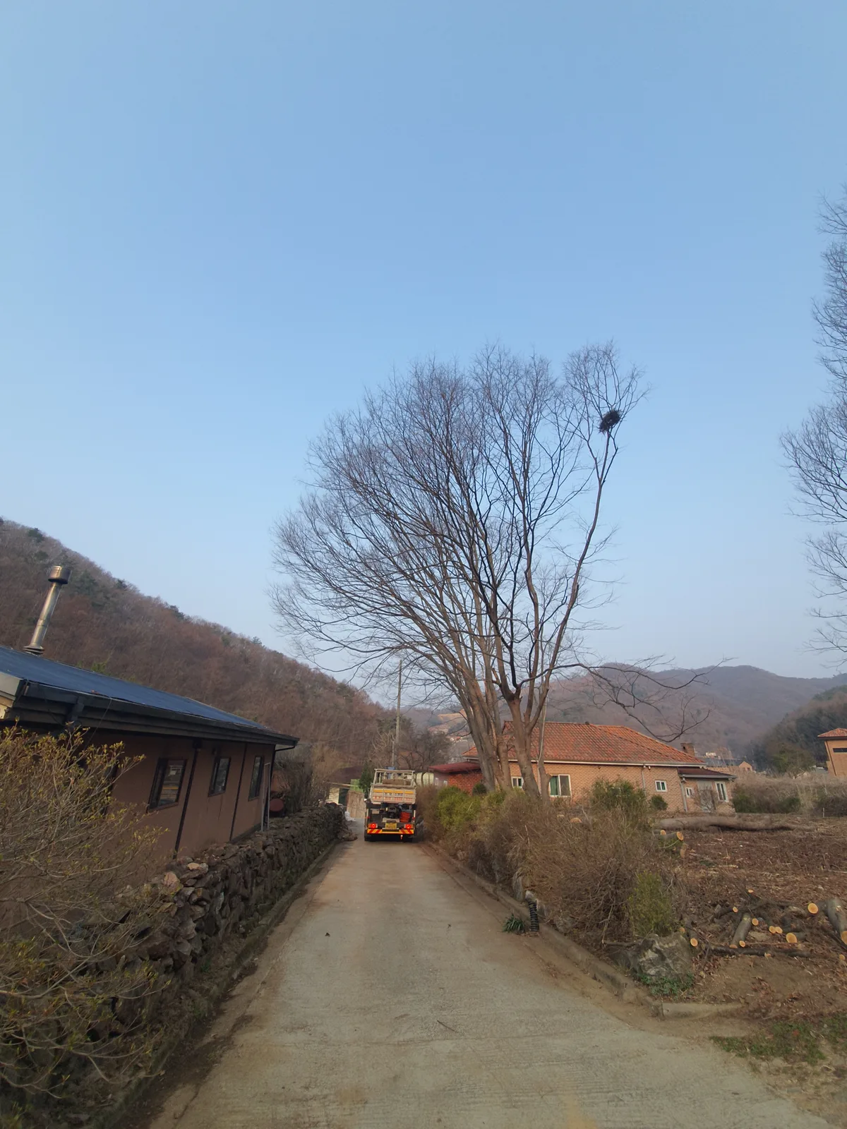 대형 소나무도, 좁은 공간도분할 작업으로 안전하게