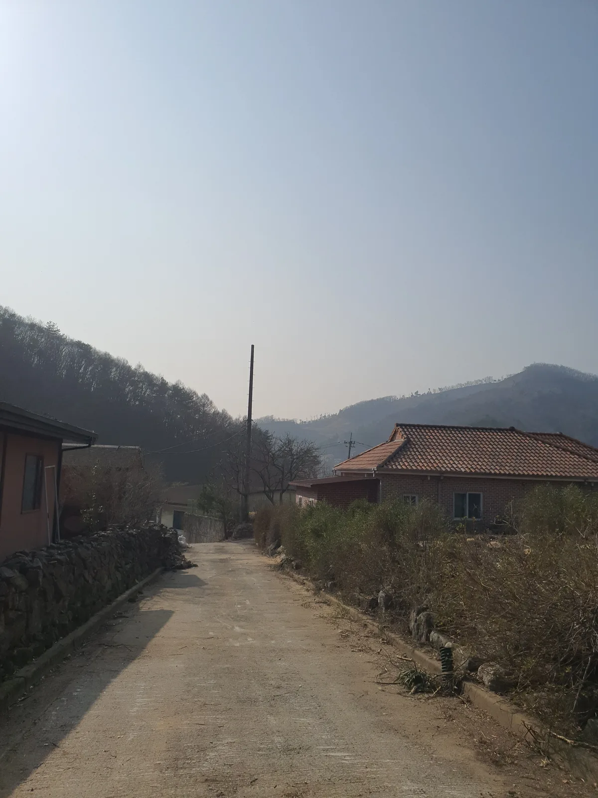 구리 소나무벌목 작업 사진 1