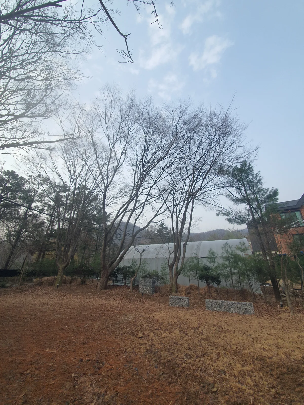 이천 소나무벌목 작업 사진 6