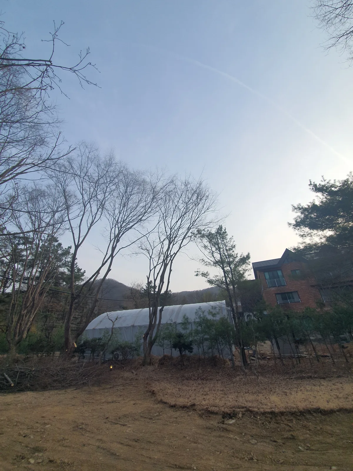 구리 소나무벌목 작업 사진 3