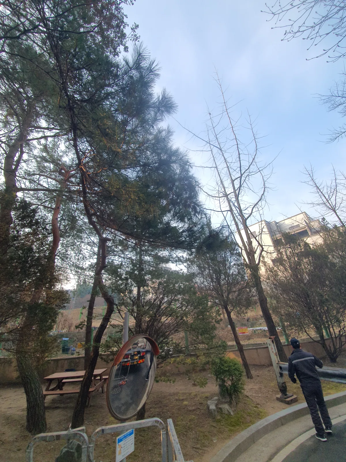 이천 소나무벌목 작업 사진 3