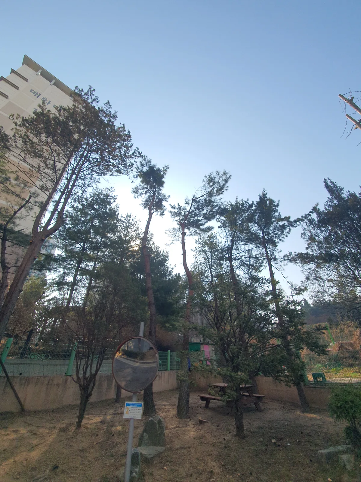 소나무벌목 정원 작업