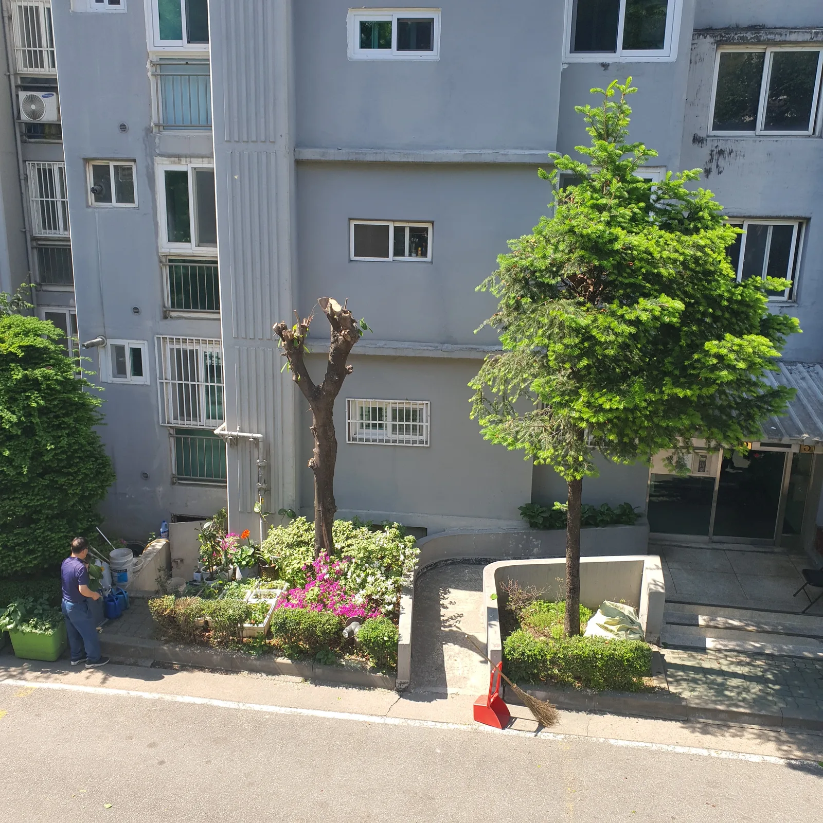 소나무벌목 단지 작업