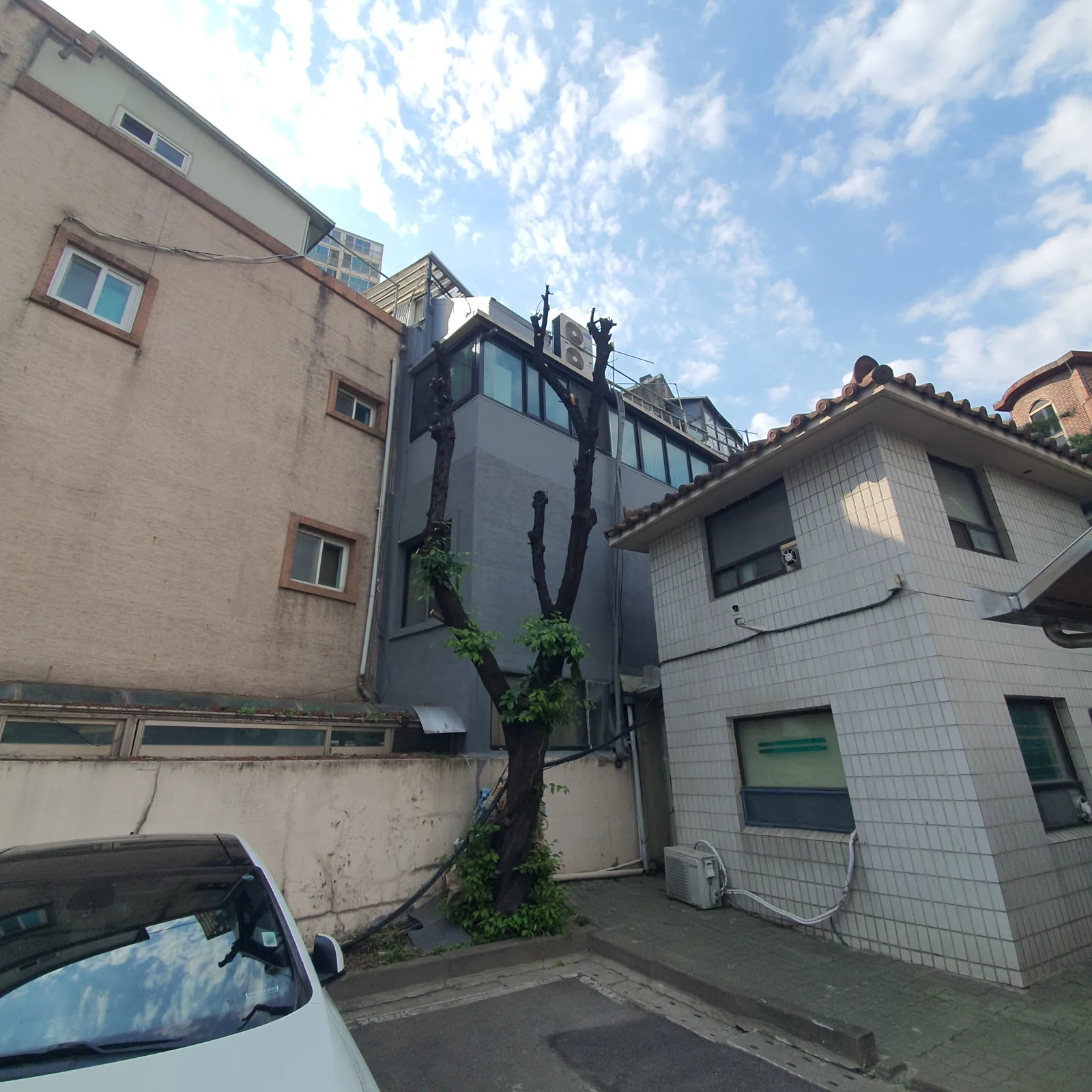 소나무위험목