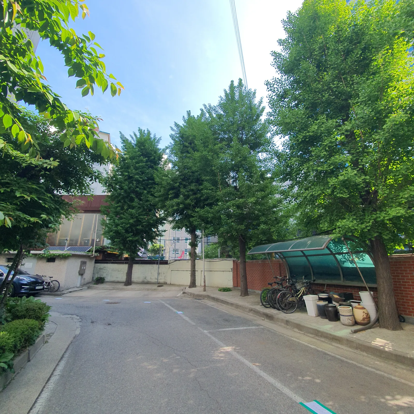 경계선 소나무가지치기