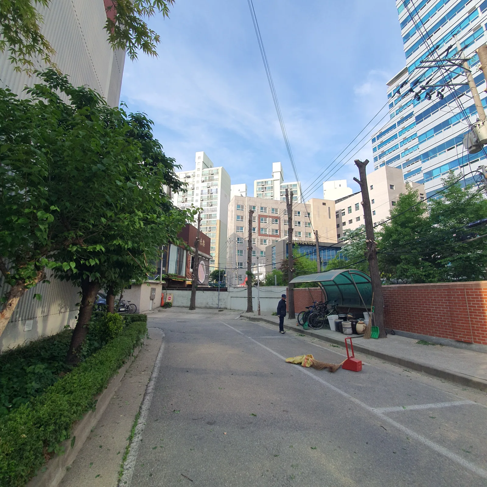 진입로 소나무가지치기